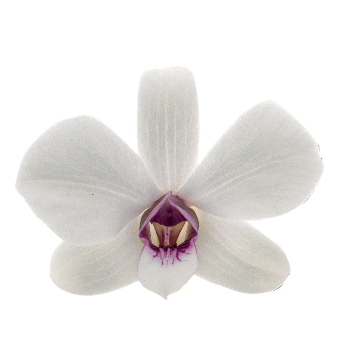 Dendrobium Phalaenopsis