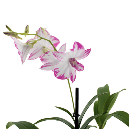 Dendrobium Phalaenopsis