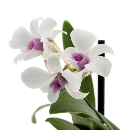 Dendrobium Phalaenopsis
