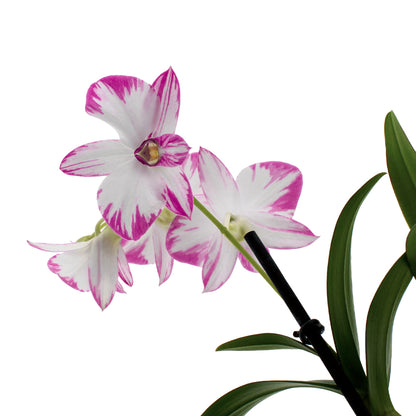 Dendrobium Phalaenopsis