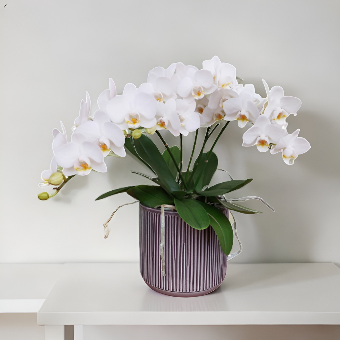 Phalaenopsis Mazzo di Fiori Ø12