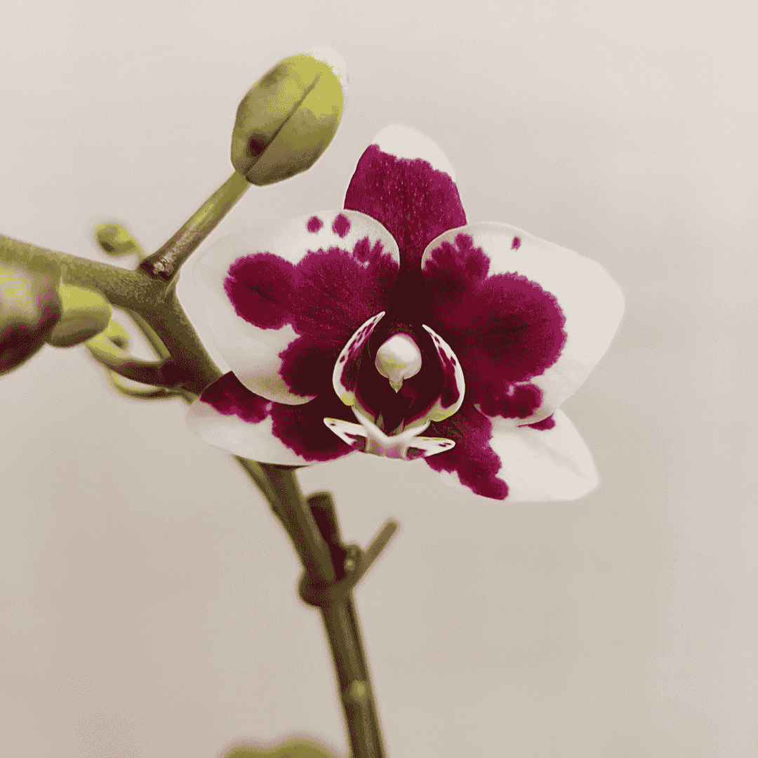 Phalaenopsis Dante Ø9
