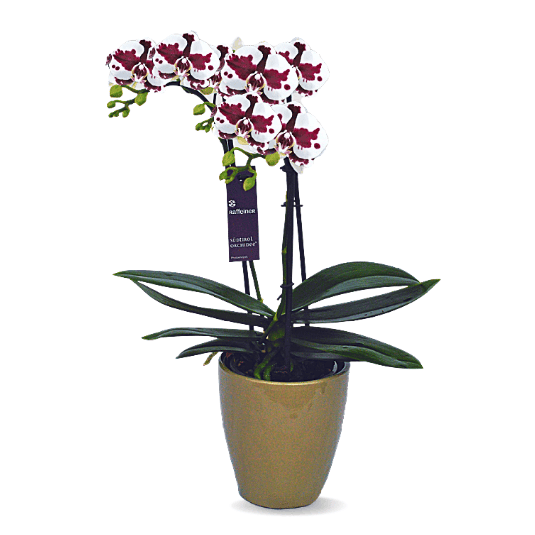 Phalaenopsis Dante Ø9
