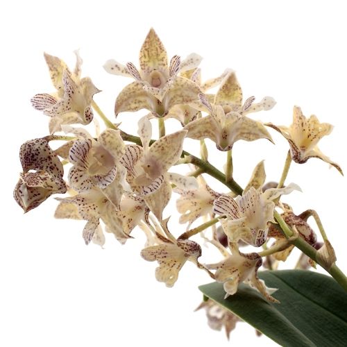 Dendrobium Aberrans Polysena