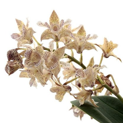 Dendrobium Aberrans Polysena