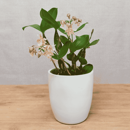 Dendrobium Aberrans Polysena