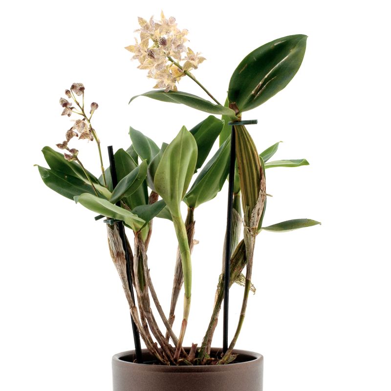 Dendrobium Aberrans Polysena