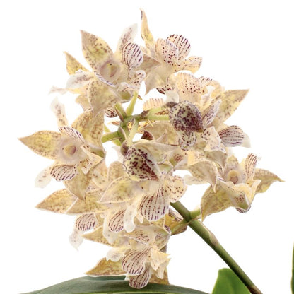 Dendrobium Aberrans Polysena