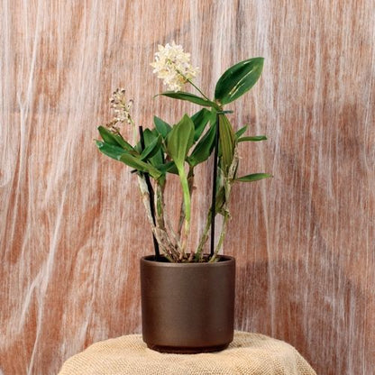 Dendrobium Aberrans Polysena