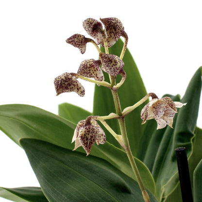 Dendrobium Aberrans Polysena