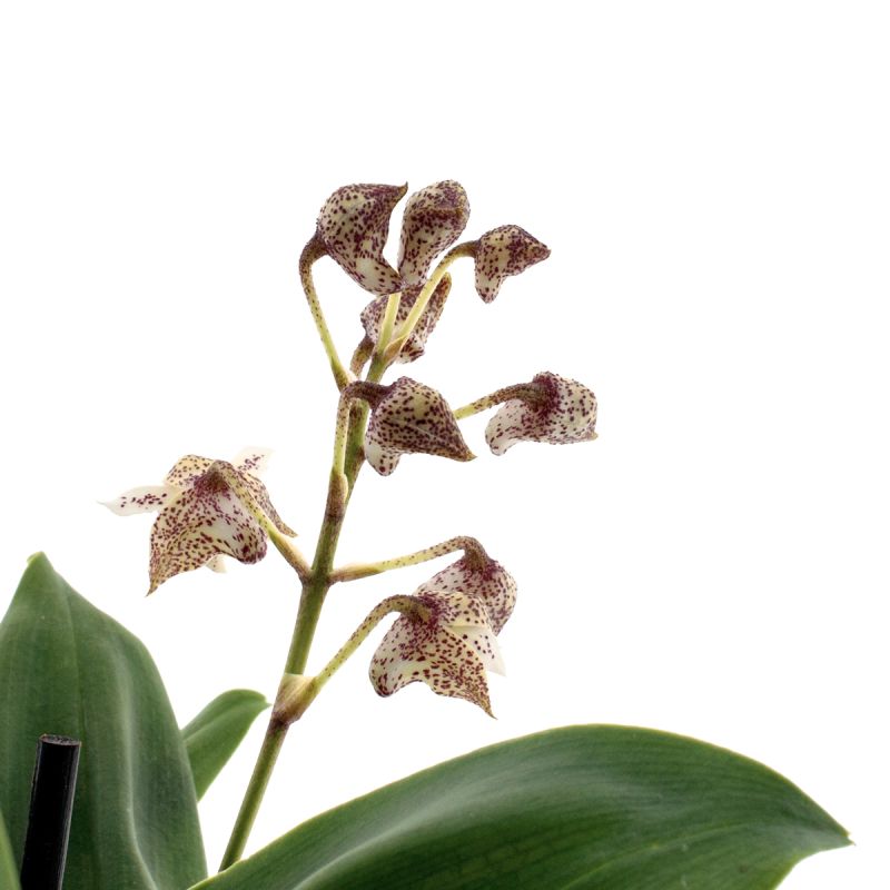 Dendrobium Aberrans Polysena