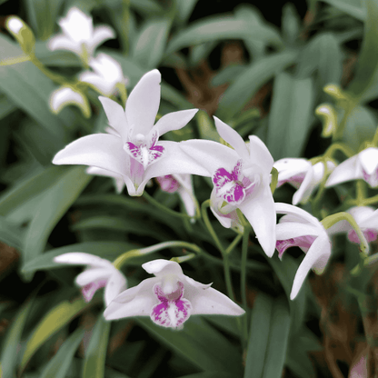 Dendrobium Kingianum Bianco