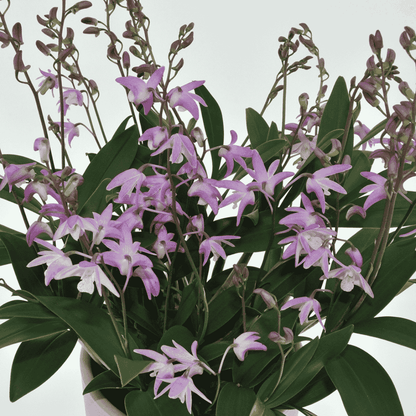 Dendrobium Kingianum x Periculatum rosa