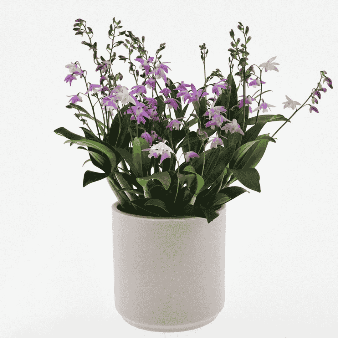 Dendrobium Kingianum x Periculatum rosa