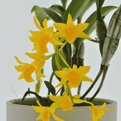 Dendrobium Griffithianum