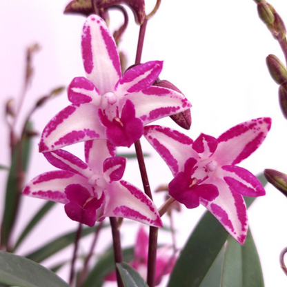 Dendrobium Kingianum Splash