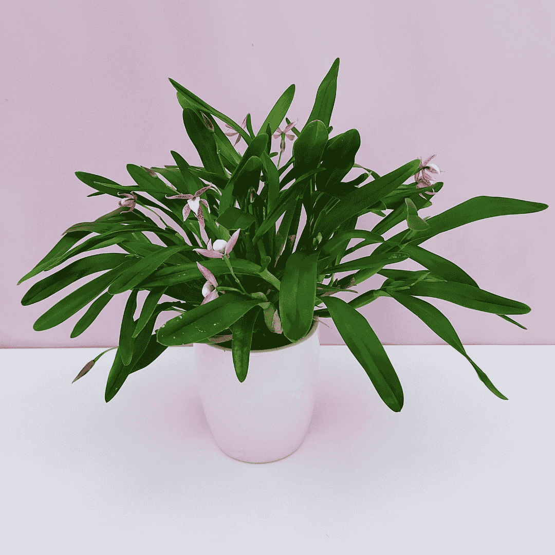 Encyclia Garciana
