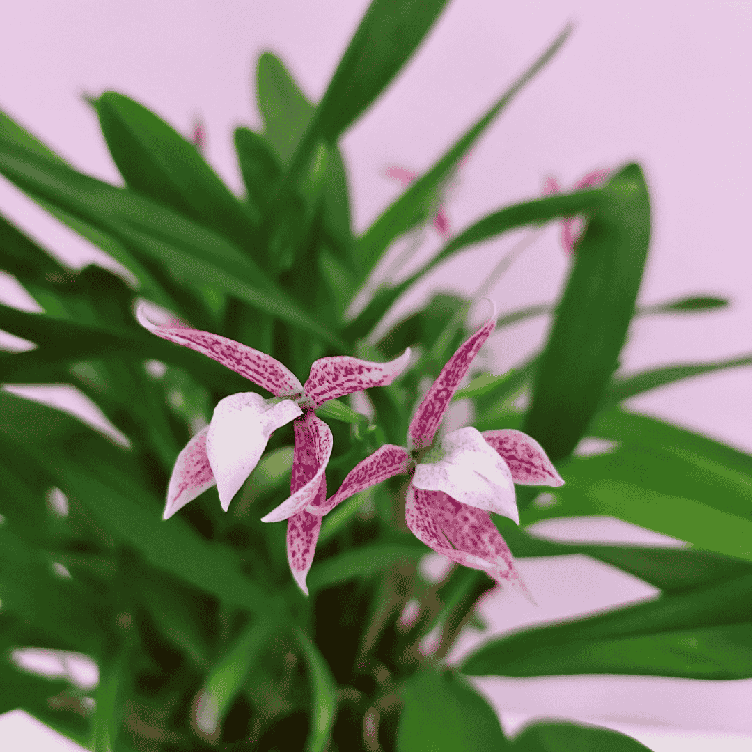 Encyclia Garciana