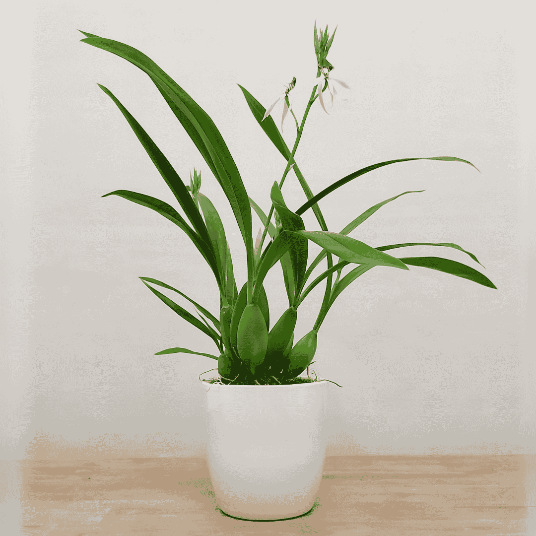Encyclia Green Hornet