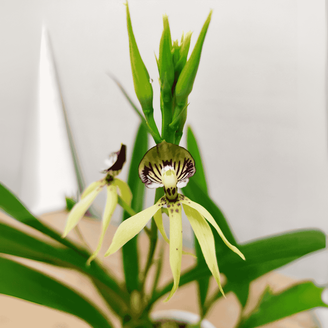 Encyclia Green Hornet