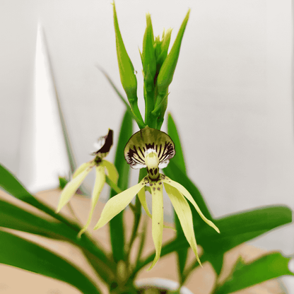 Encyclia Green Hornet