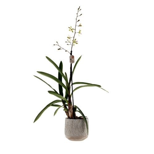 Epidendrum Floribundum