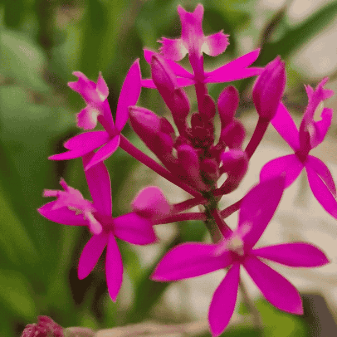 Epidendrum Radicans Lilla