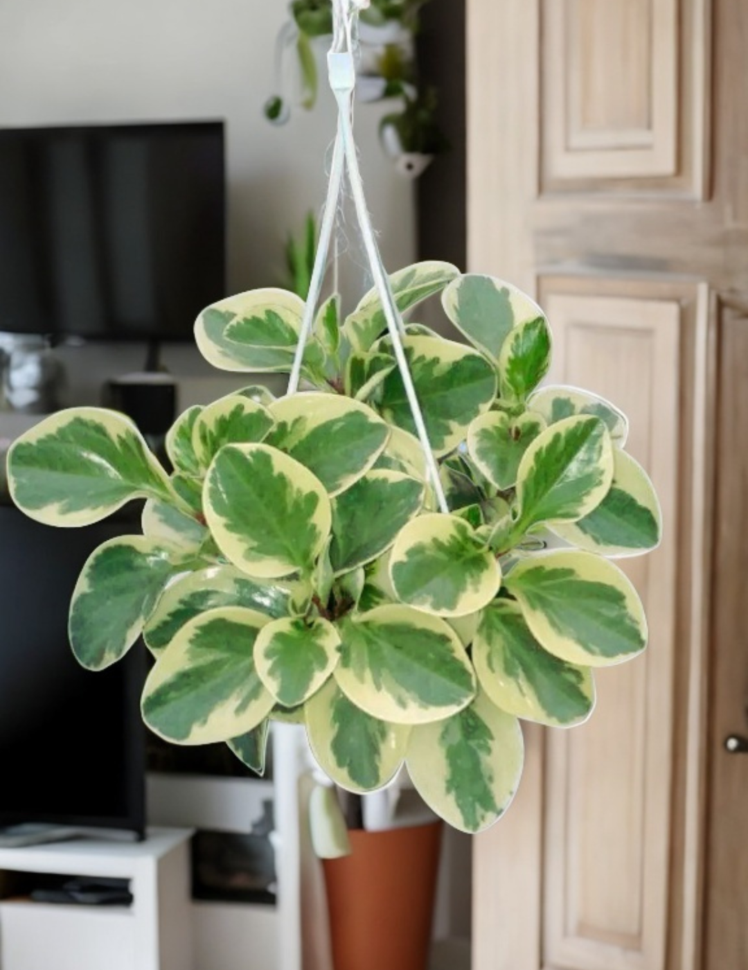 Peperomia Obtusifolia Variegata Ø18 Baschet