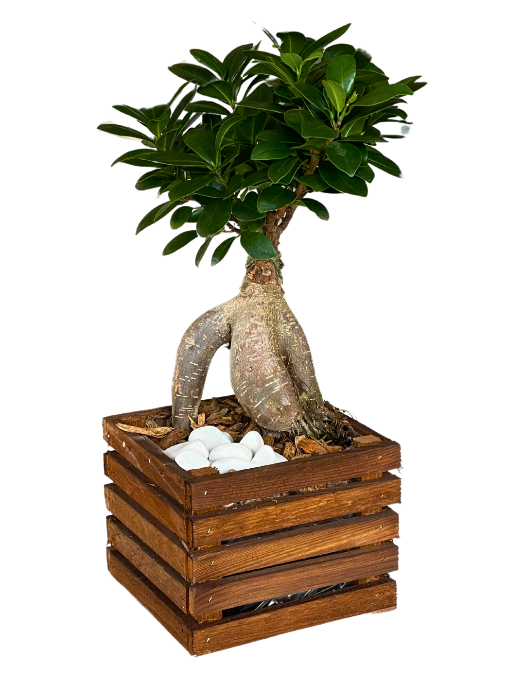 Ficus Ginseng Bonsai Vaso Legno