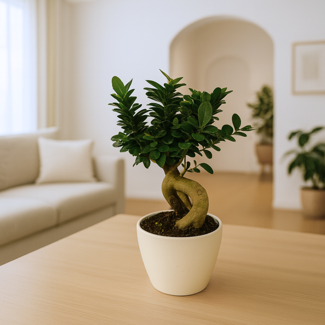 Ficus Ginseng Bonsai