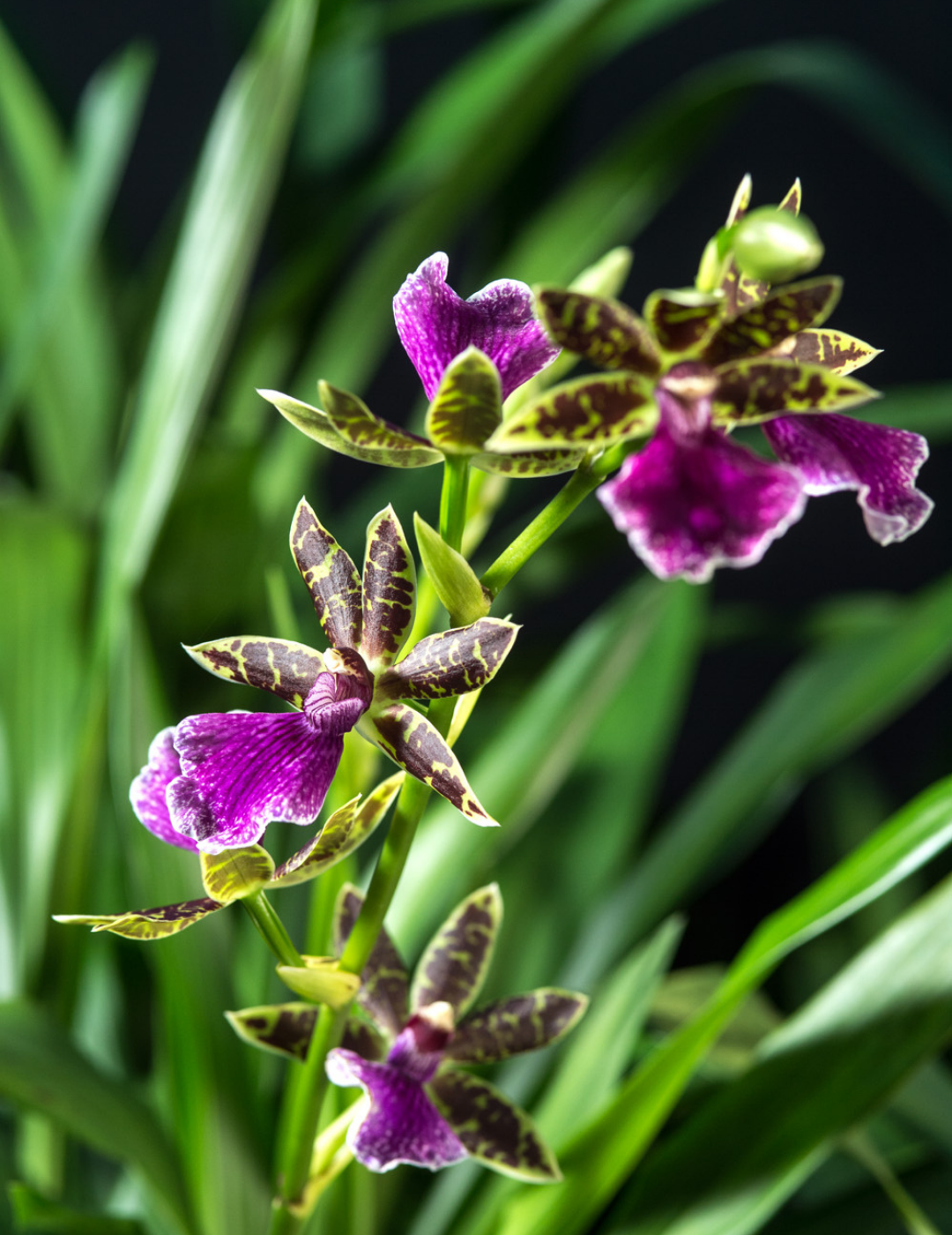 Zygopetalum Z 001