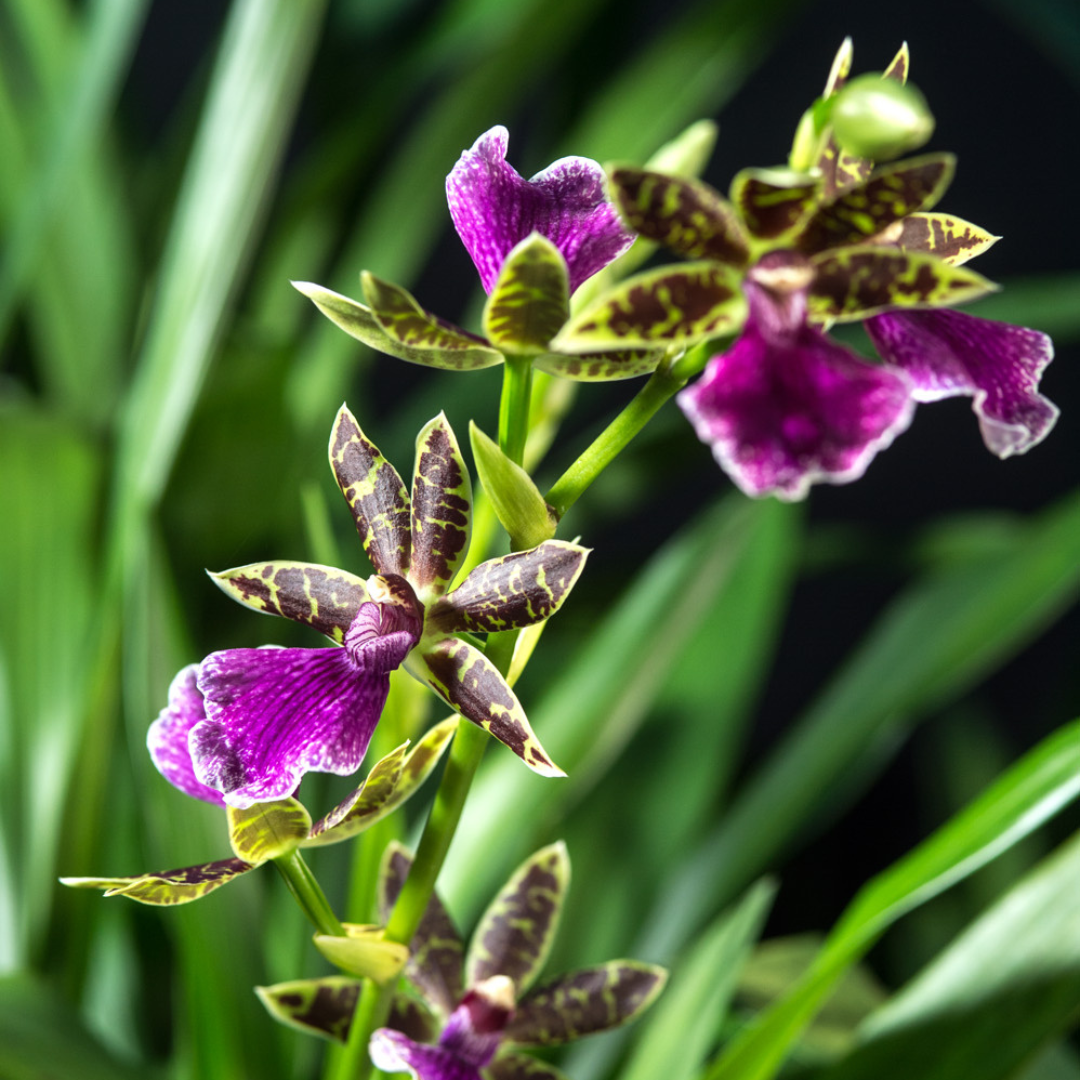 Zygopetalum Z 001