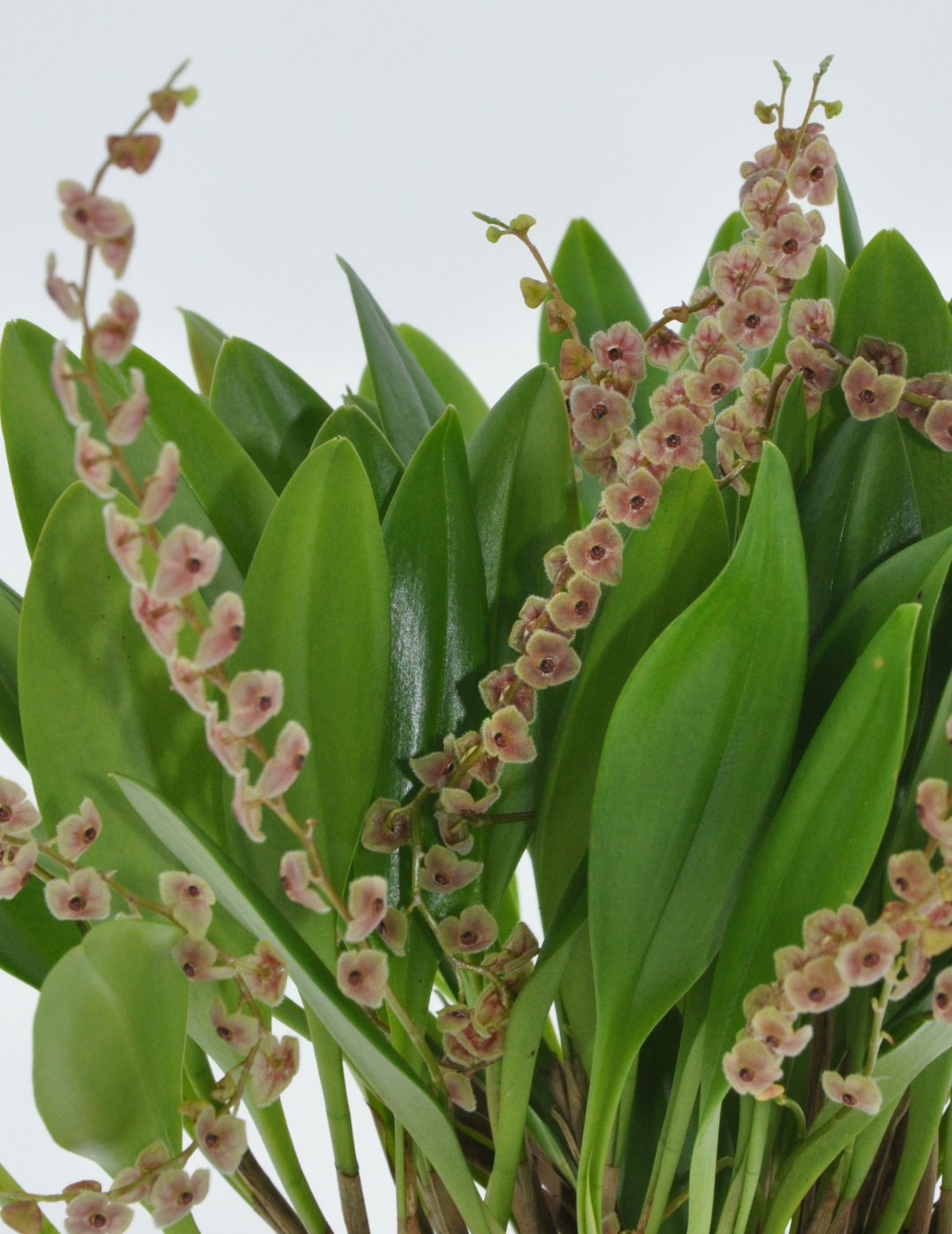 Stelis Argentata