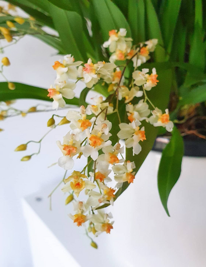 Oncidium Twinkle Jasmin