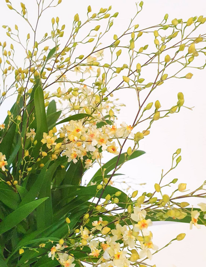 Oncidium Twinkle Jasmin