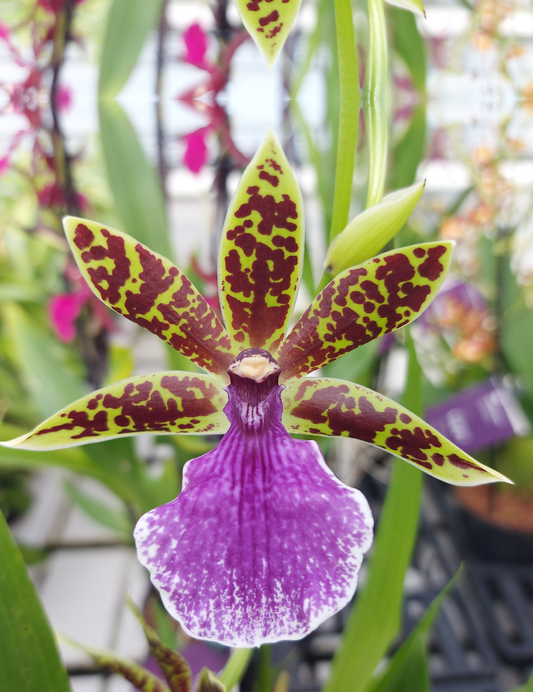 Zygopetalum Z 001