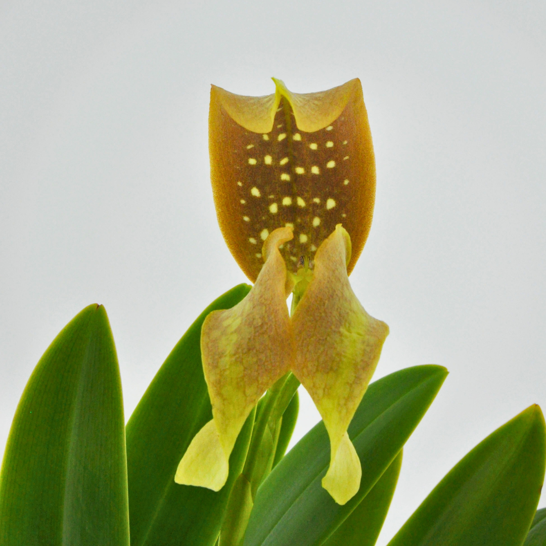 Bulbophyllum Grandiflorum
