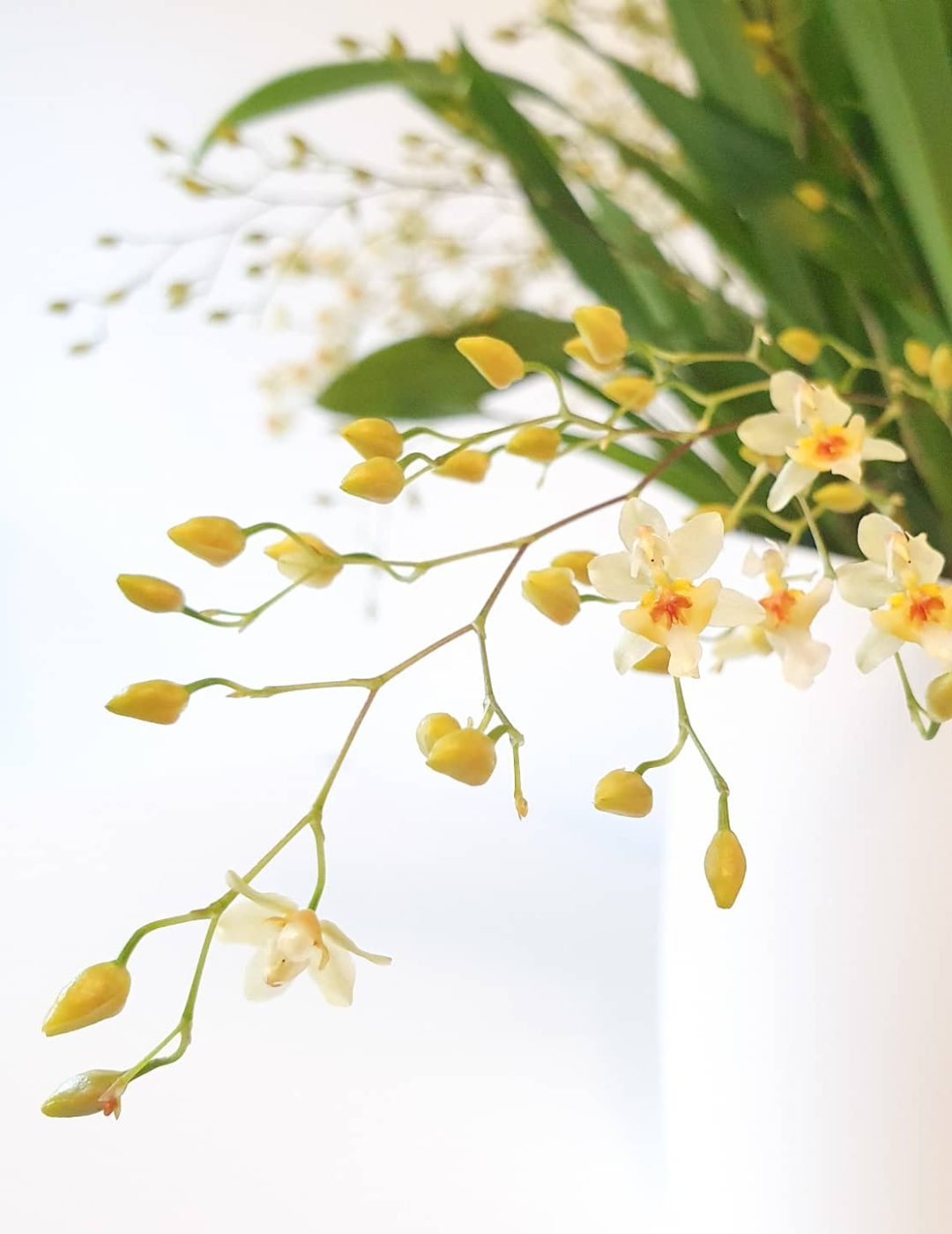 Oncidium Twinkle Jasmin