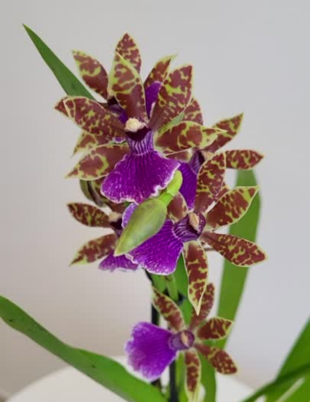 Zygopetalum Z 001