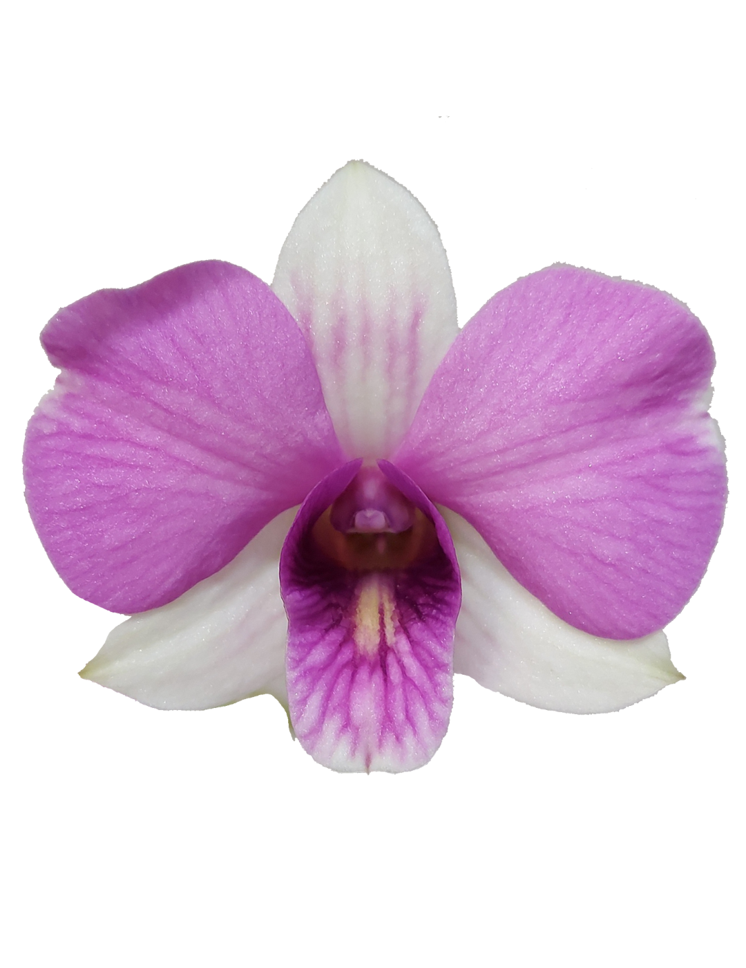 Dendrobium Phalaenopsis