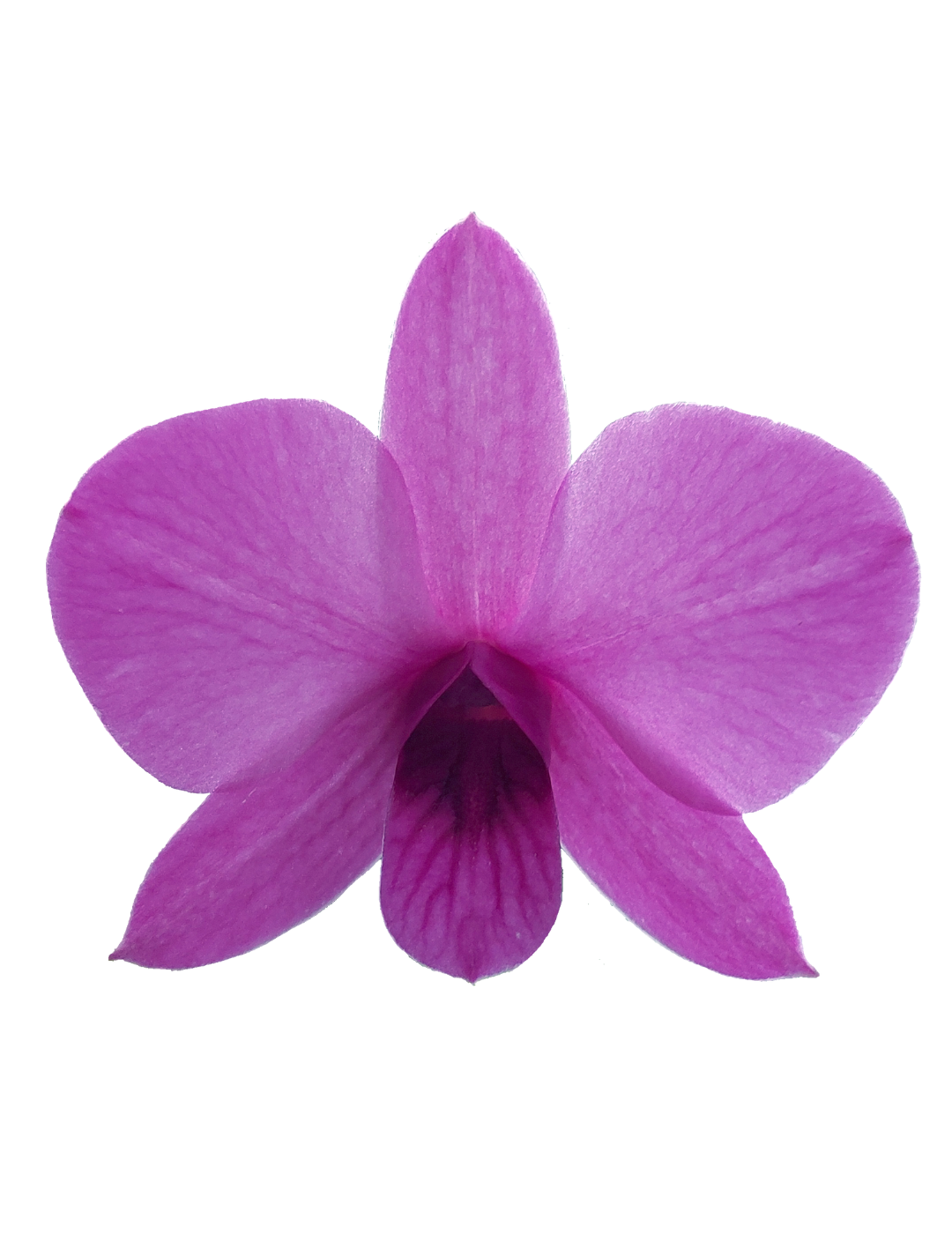 Dendrobium Phalaenopsis