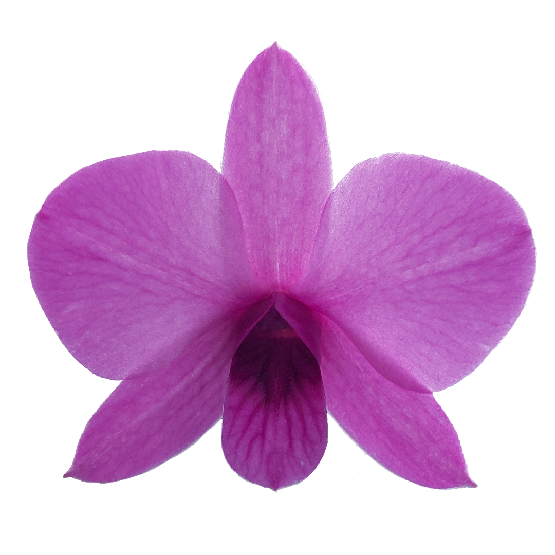 Dendrobium Phalaenopsis