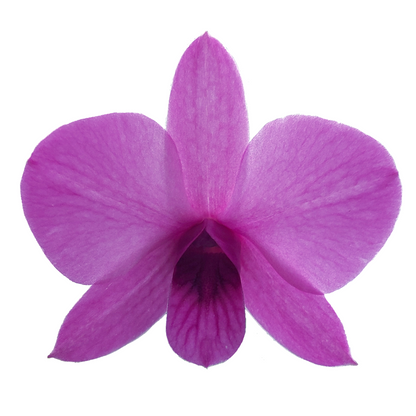 Dendrobium Phalaenopsis