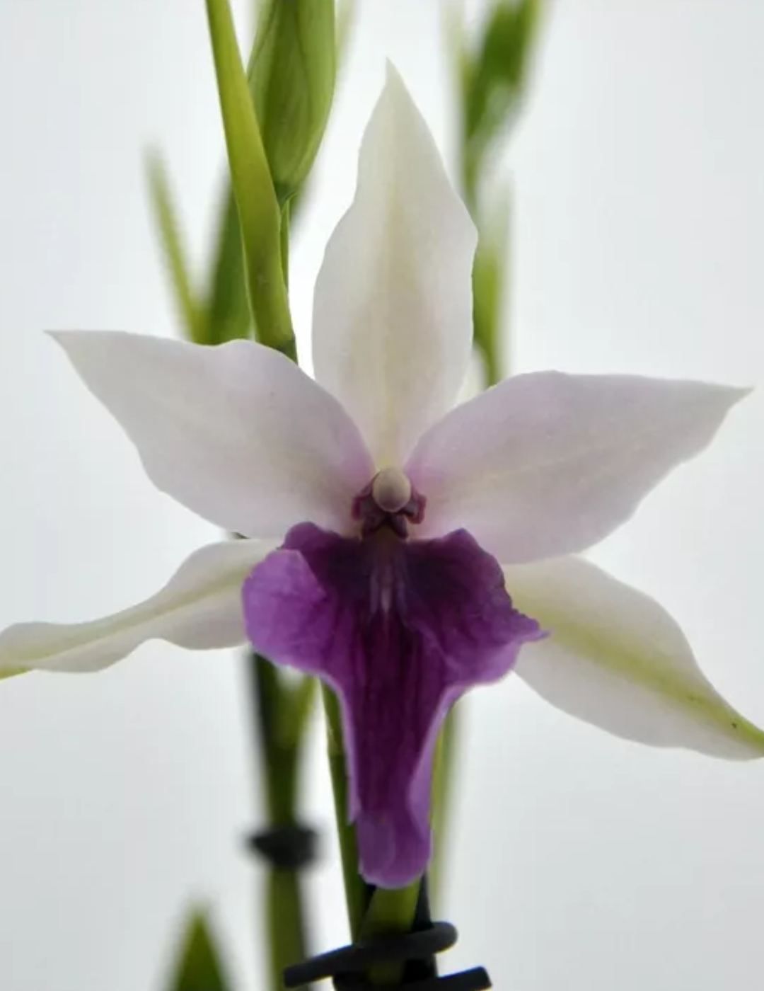 Miltonia Sofie