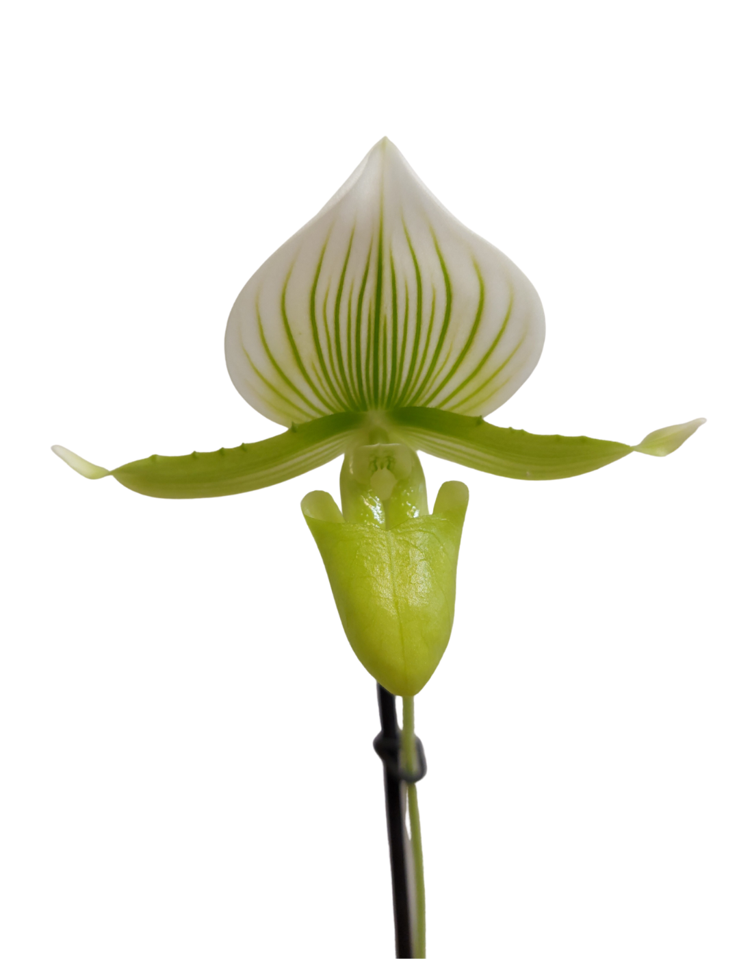 Paphiopedilum Maudiae