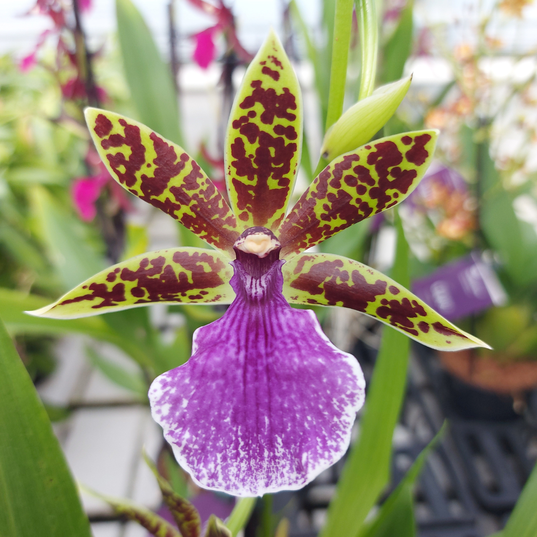 Zygopetalum Z 001