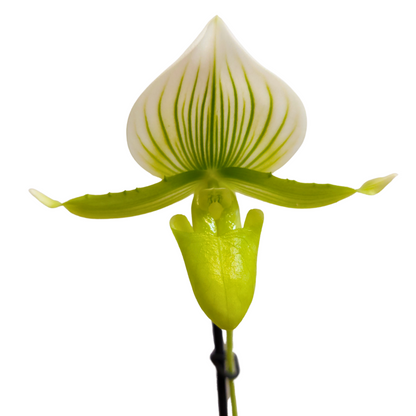 Paphiopedilum Maudiae