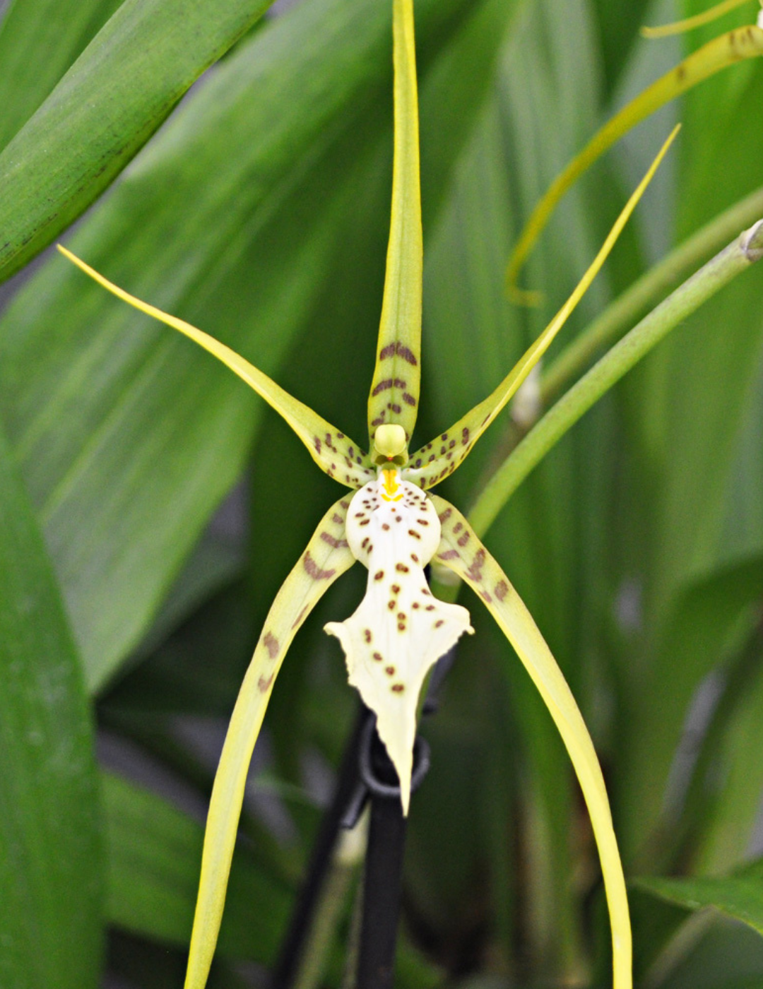 Brassia Fabian