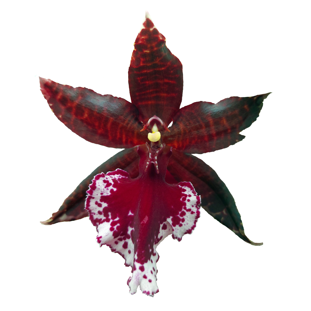 Colmanara Massai