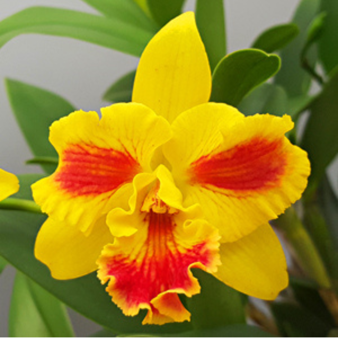 Cattleya Berta